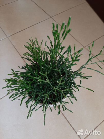 Хатиора плектрантус толстянка