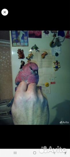 Певчие лесные птицы