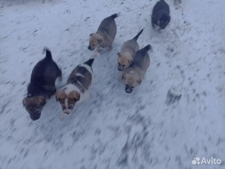 Отдам в добрые руки