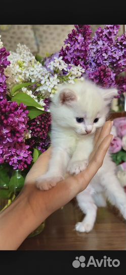 Кошечки в добрые руки