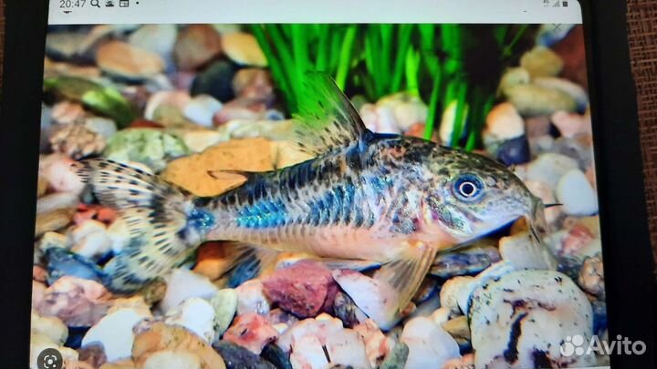 Аквариумные рыбки,сомики каридорасы