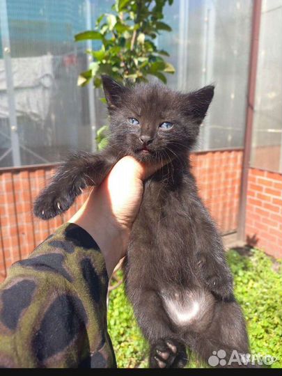 Отдам котят и кошку