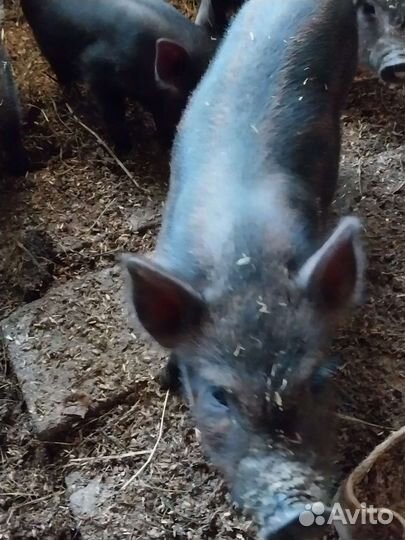 Поросята мангалица