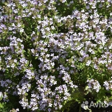 Тимьян (Чабрец, Чабер) обыкновенный Precompa Сажен