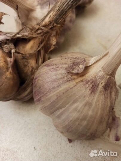 Чеснок деревенский озимый
