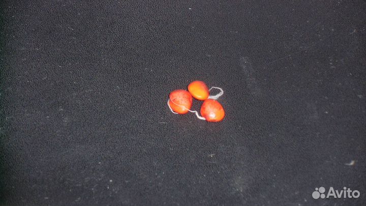 Семена наиредчайшей магнолии для России