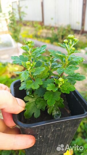 Укорененые черенки хризантем