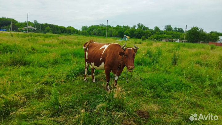 Корова стельная