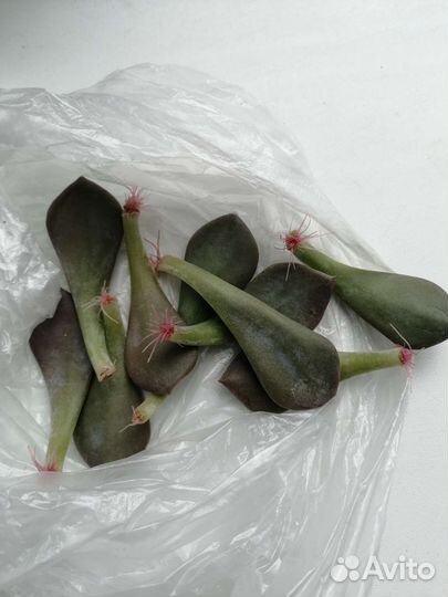 Суккуленты