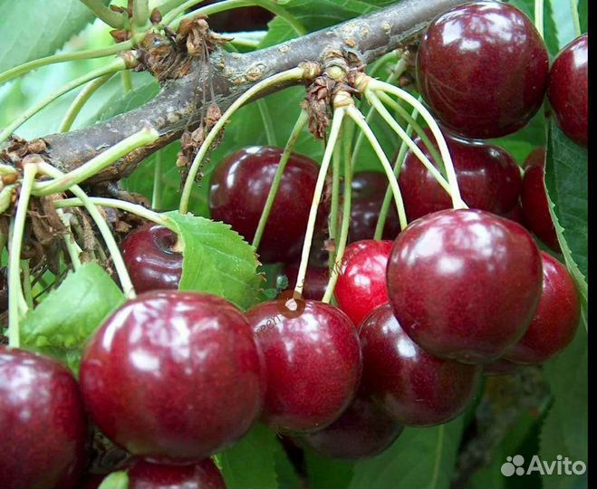 Саженцы плодово - ягодных