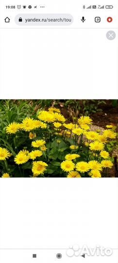 Многолетники для сада (часть1)