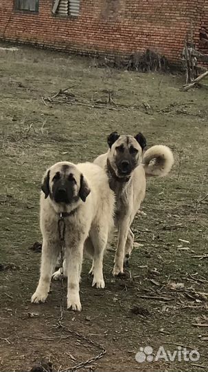 Туретцкий Кангал шенки
