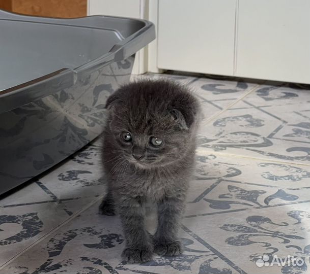 Котенок вислоухий Тиффани