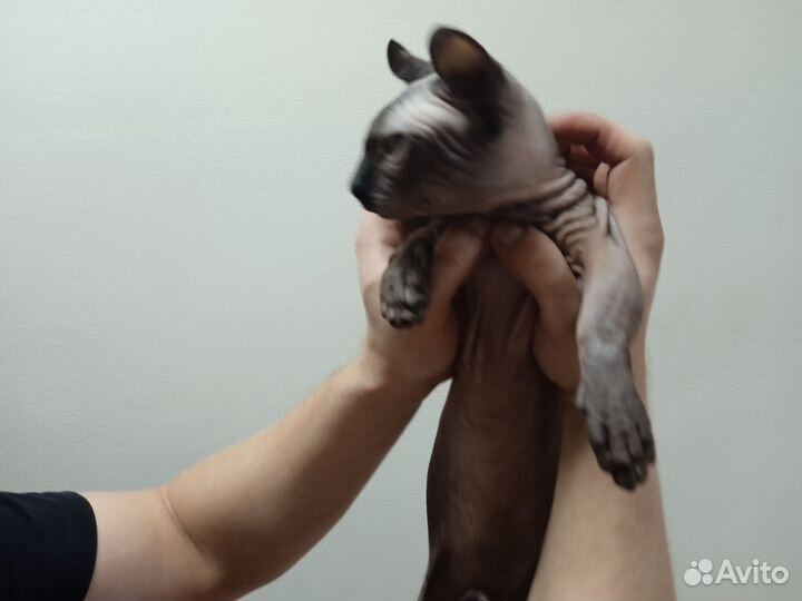 Сфинкс двельф