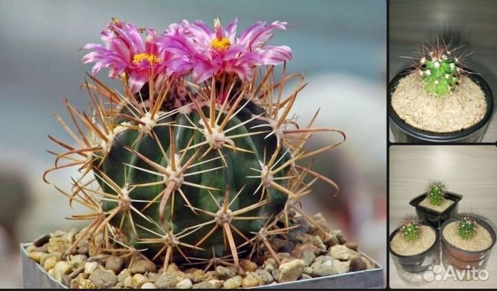 Кактусы и суккуленты