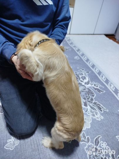 Продам кокер спаниель