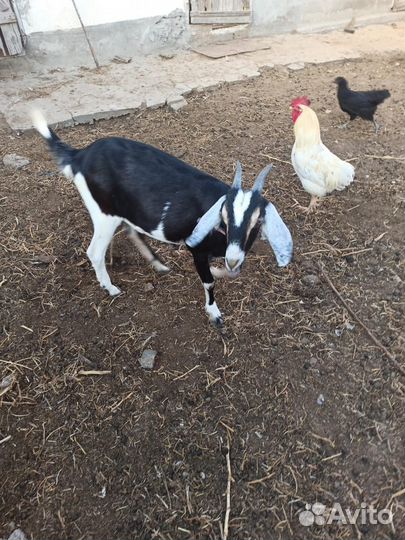 Дойные козы