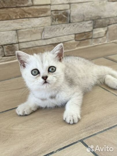 Серебристые котята