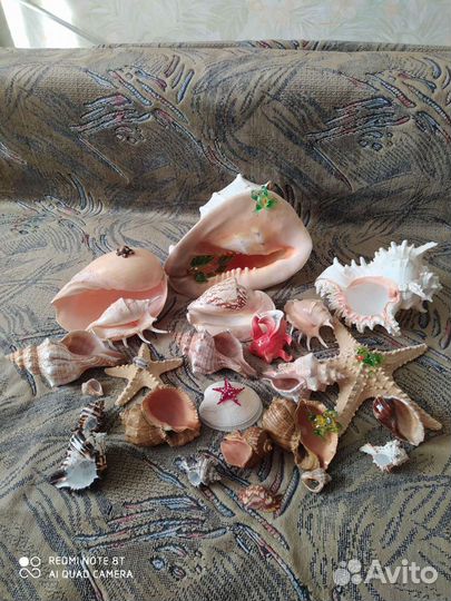 Коллекция морских раковин