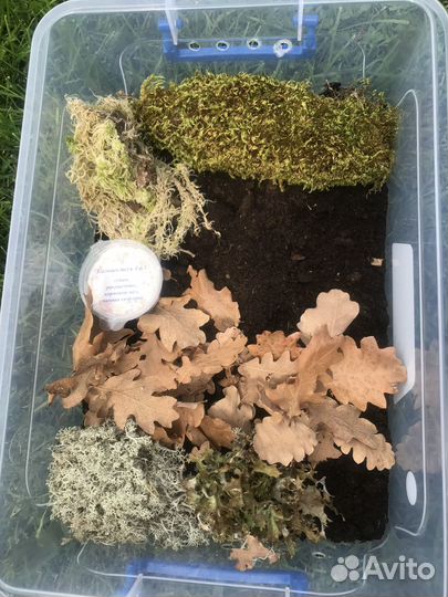 Мох Ягель натуральный для террариумов