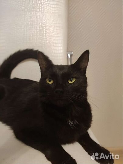 Кошка черная