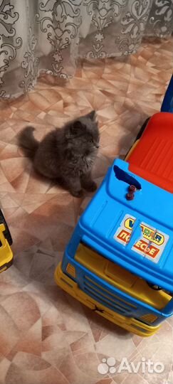 Сибирский котенок