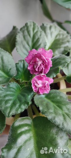 Фиалка цветущая