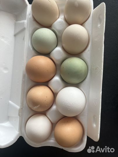 Инкубационное яйцо кур