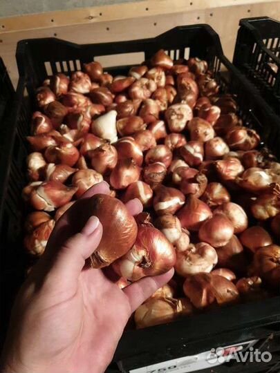 Луковицы тюльпанов мелким оптом