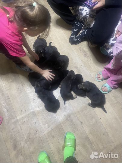 Щенки