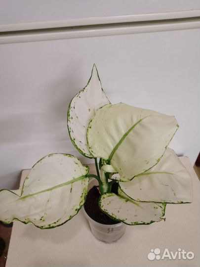 Аглаонема white джой