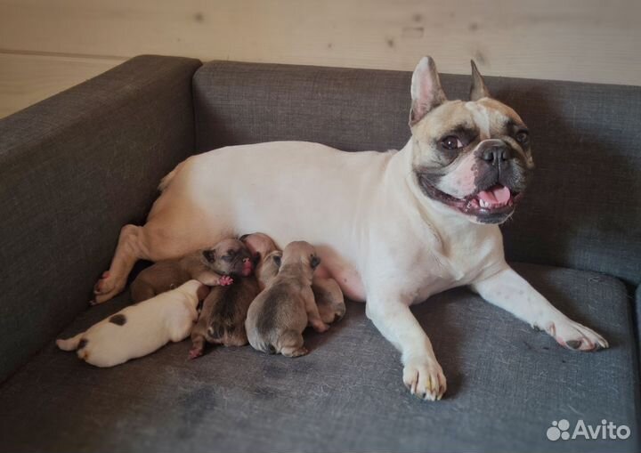 Французский бульдог щенки