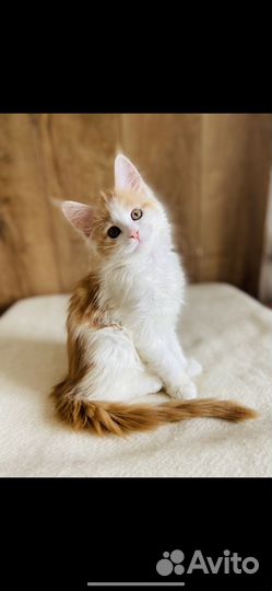 Мейн-кун котята