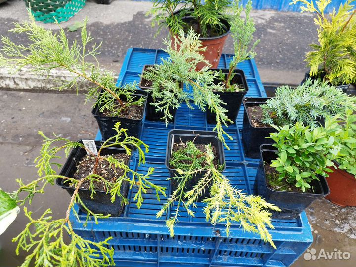 Можжевельник