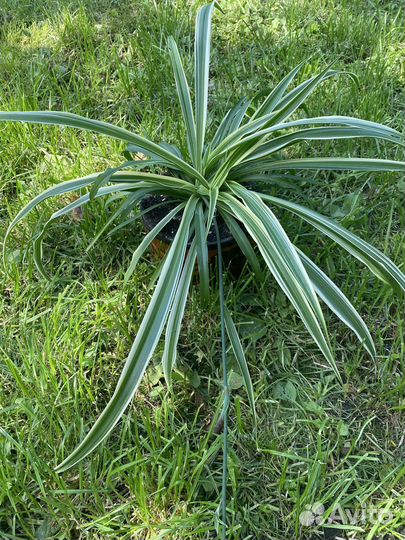 Хлорофитум