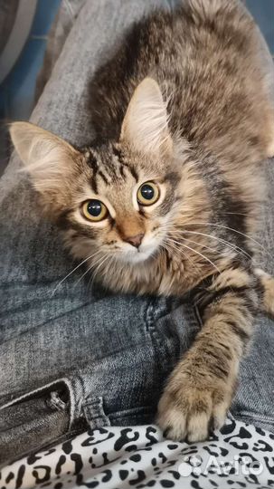 Котёнок Мелисса