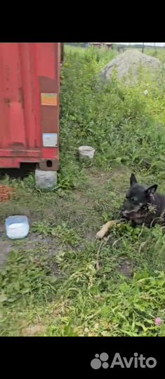 Собака и 3 щенка