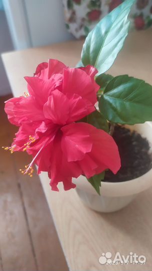 Гибискус китайская роза, махровая, ярко-красная