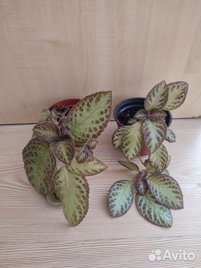 Комнатные растения цветы