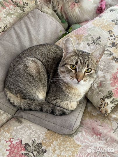 Котик в добрые руки