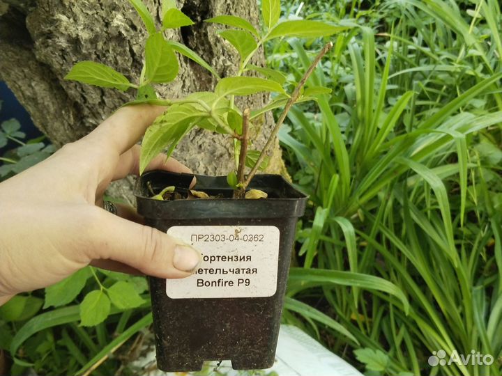 Гортензия метельчатая