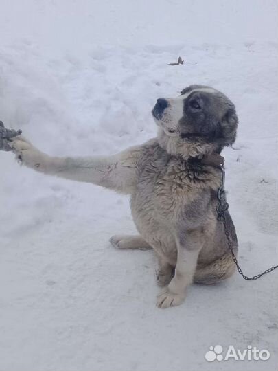 Алабай бесплатно