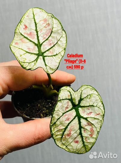 Фикус, кодиум, каладиумы