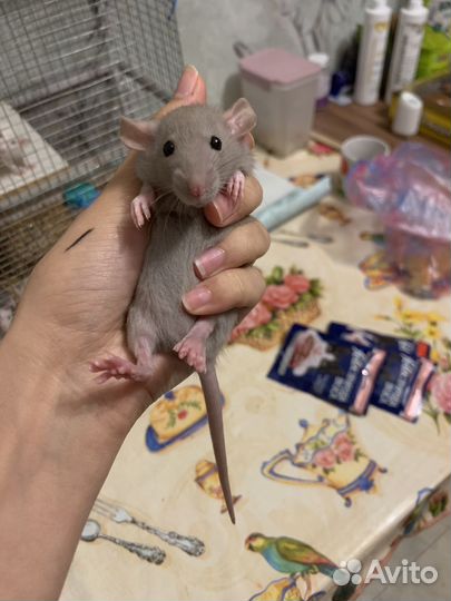 Крыса дамбо