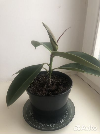 Фикус каучуконосный