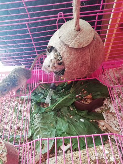 Песчанок отдам в добрые руки