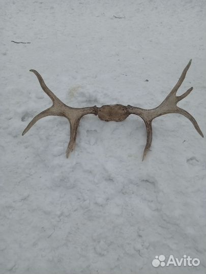 Рога лося