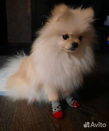 Вязка собак