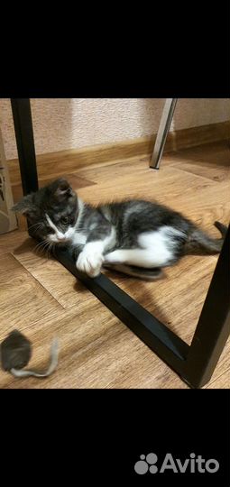Котёнок в добрые руки