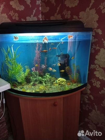 Аквариум с тумбой 120литров угловой